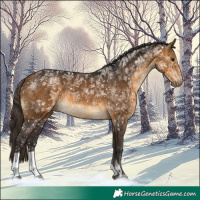 Horse Color:Buckskin and Buckskin