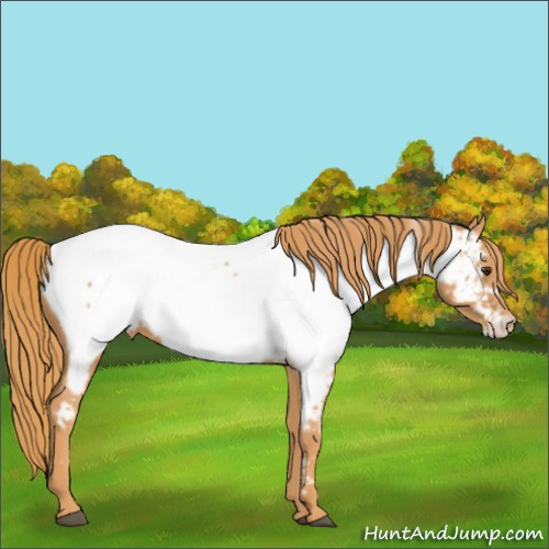 Horse Color:Chestnut Appaloosa 