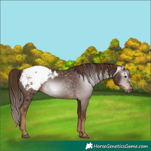 Horse Color:Gray Chestnut Appaloosa