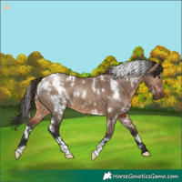 Horse Color:White Spotted Brown Dun 