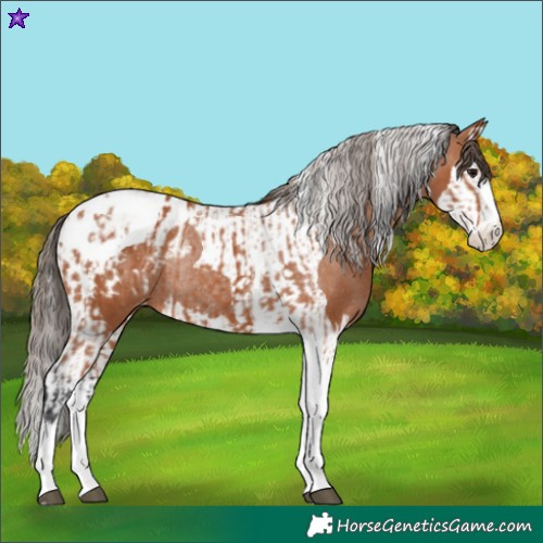 Horse Color:Bay Splash Tobiano Blanket and Bay Splash Tobiano Blanket Rabicano