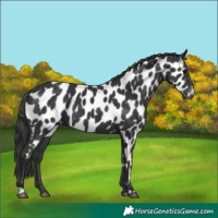 Horse Color:Black Appaloosa 