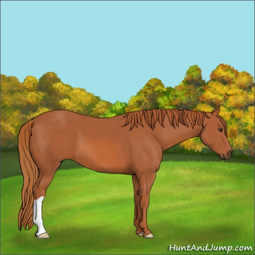 Horse Color:Chestnut 