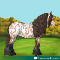 Horse Color:Bay Roan Near Leopard 