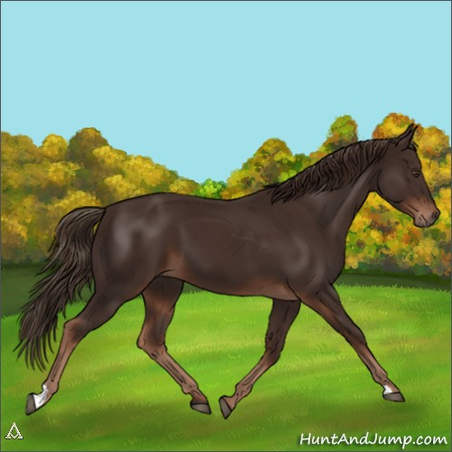 Horse Color:Liver Chestnut 