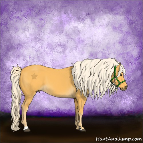 Horse Color:Palomino 