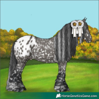 Horse Color:Grullo Tobiano Appaloosa 