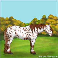 Horse Color:Chestnut Appaloosa 