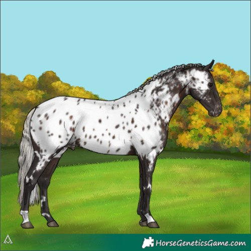 Horse Color:White Spotted Silver Brown Near Leopard 