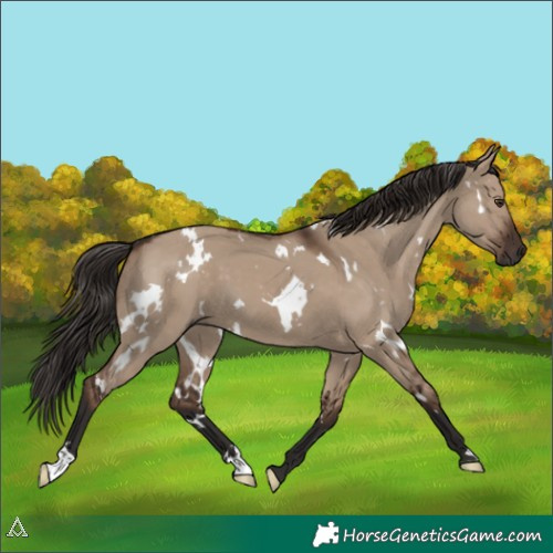 Horse Color:White Spotted Liver Red Dun 