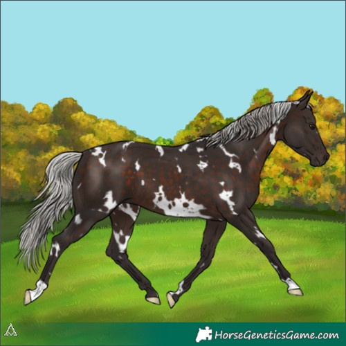 Horse Color:White Spotted Silver Brown 