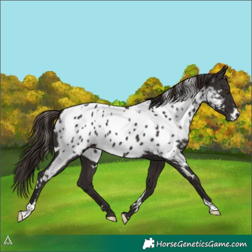 Horse Color:White Spotted Liver Chestnut Appaloosa 