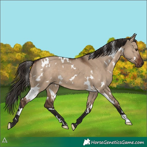 Horse Color:White Spotted Liver Red Dun 