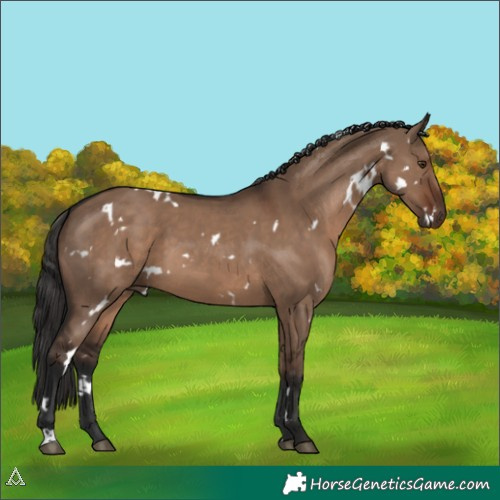 Horse Color:White Spotted Liver Red Dun 