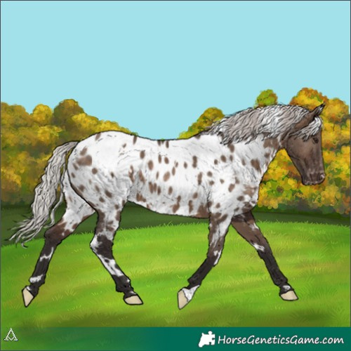Horse Color:White Spotted Silver Brown Dun Appaloosa 