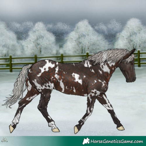 Horse Color:White Spotted Silver Brown 
