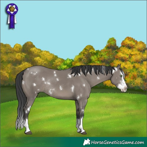 Horse Color:White Spotted Grullo Sabino Splash Rabicano