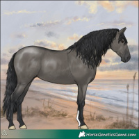 Horse Color:Grullo 