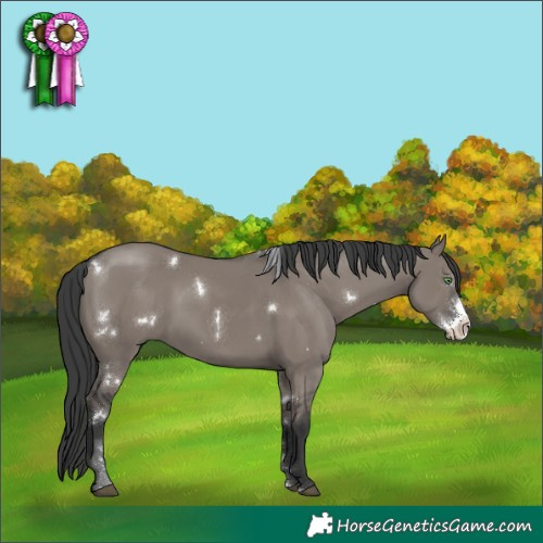 Horse Color:White Spotted Grullo Sabino Rabicano