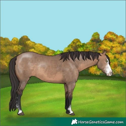 Horse Color:Brown Dun Sabino Rabicano 
