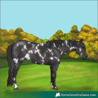 Horse Color:White Spotted Smoky Black