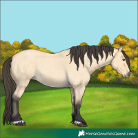 Horse Color:Buckskin Roan Dun 