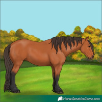 Horse Color:Bay Rabicano 