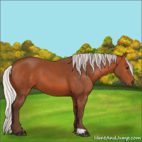 Horse Color:Silver Bay 