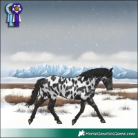 Horse Color:Liver Chestnut Near Leopard 
