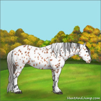Horse Color:Bay Appaloosa 