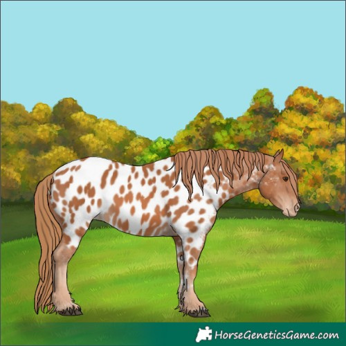 Horse Color:Chestnut Appaloosa 