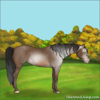 Horse Color:Gray Amber Champagne