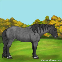 Horse Color:Blue Roan Varnish 