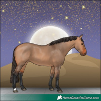 Horse Color:Bay Dun