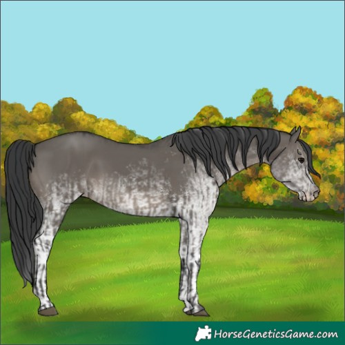 Horse Color:Grullo  and White Spotted Grullo 