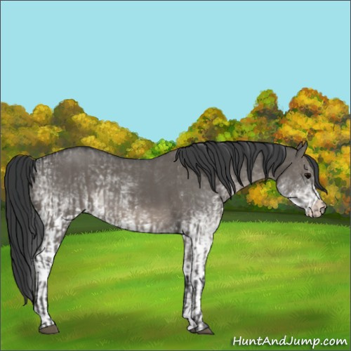 Horse Color:Grullo  and White Spotted Grullo 