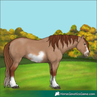 Horse Color:Red Dun Splash Frame