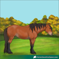Horse Color:Bay 