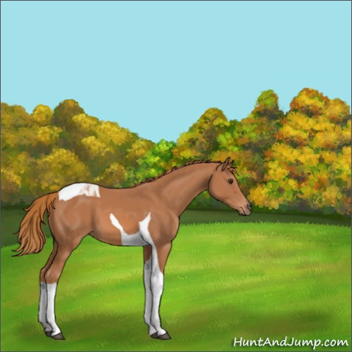 Horse Color:Chestnut Tobiano 