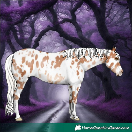 Horse Color:White Spotted Silver Bay Pearl Appaloosa 