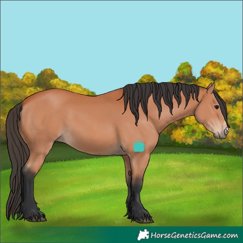 Horse Color:Bay Frame 