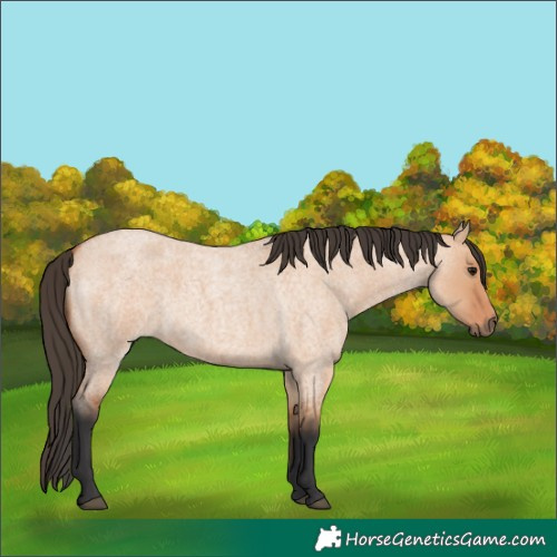Horse Color:Bay Roan Dun