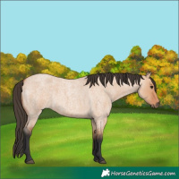 Horse Color:Bay Roan Dun 