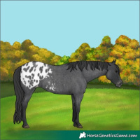 Horse Color:Blue Roan Appaloosa 