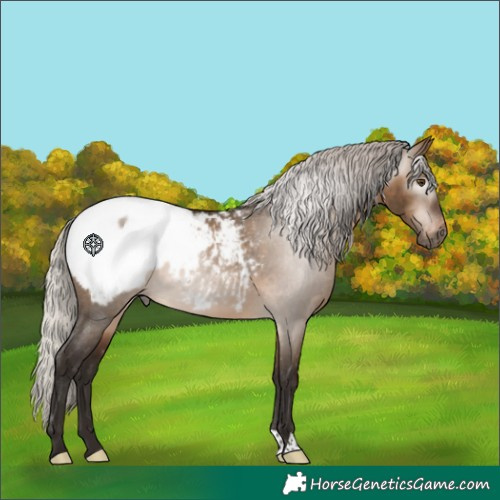Horse Color:Gray Silver Bay Dun Appaloosa 