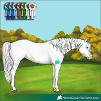 Horse Color:White Spotted Silver Brown Dun Tobiano Appaloosa Rabicano Brindle 