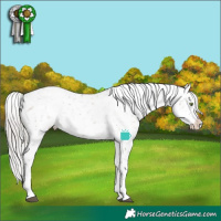 Horse Color:White Spotted Silver Grullo Tobiano Appaloosa Rabicano