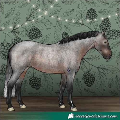 Horse Color:Gray Brown Roan Rabicano 