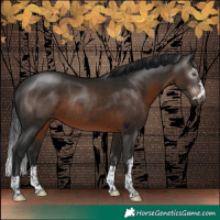 Horse Color:Gray Brown Rabicano 