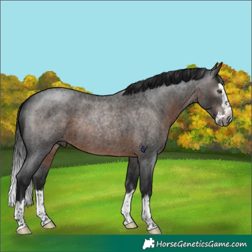 Horse Color:Gray Brown Roan Splash Rabicano 